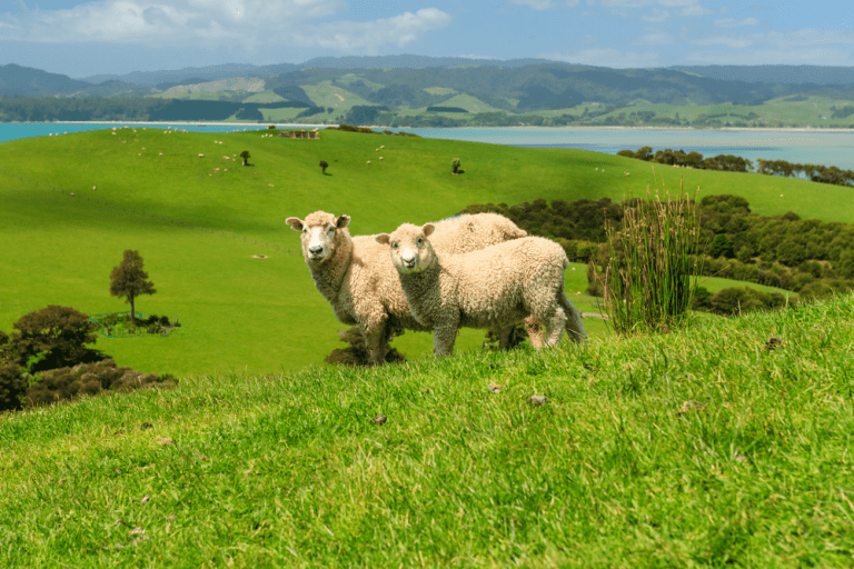 New Zealand